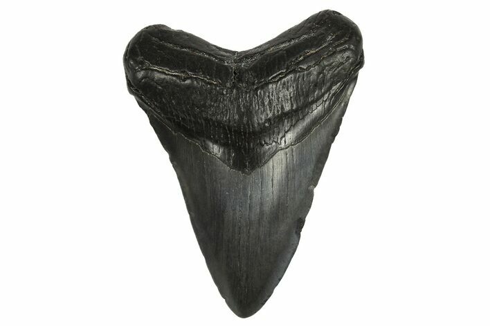 Fossil Megalodon Tooth - South Carolina #295915